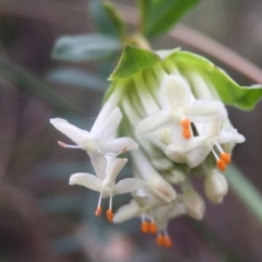 Pimelea linifolia subsp. linifolia (Queen of the Bush, Slender Rice-flower) at Canberra Central, ACT - 24 Aug 2016 by JasonC