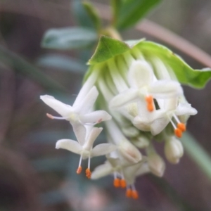 Pimelea linifolia subsp. linifolia at Canberra Central, ACT - 24 Aug 2016 09:16 AM