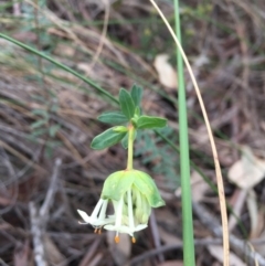 Pimelea linifolia subsp. linifolia at Canberra Central, ACT - 24 Aug 2016 09:16 AM