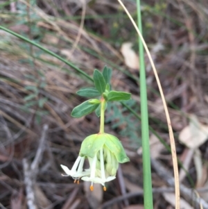 Pimelea linifolia subsp. linifolia at Canberra Central, ACT - 24 Aug 2016 09:16 AM