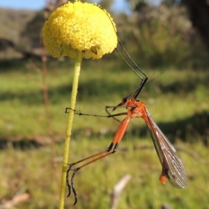 Harpobittacus australis at Tuggeranong DC, ACT - 18 Oct 2014