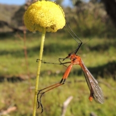 Harpobittacus australis at Tuggeranong DC, ACT - 18 Oct 2014