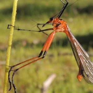 Harpobittacus australis at Tuggeranong DC, ACT - 18 Oct 2014