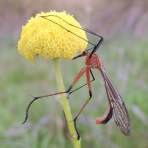 Harpobittacus australis at Theodore, ACT - 6 Oct 2014 06:53 PM