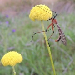 Harpobittacus australis at Theodore, ACT - 6 Oct 2014 06:53 PM