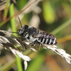 Megachile (Eutricharaea) serricauda (Leafcutter bee, Megachilid bee) at Pollinator-friendly garden Conder - 3 Feb 2015 by michaelb