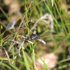 Megachile (Eutricharaea) serricauda at Pollinator-friendly garden Conder - 3 Feb 2015