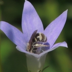 Lasioglossum (Chilalictus) chapmani (Halictid bee) at Conder, ACT - 10 Nov 2015 by MichaelBedingfield