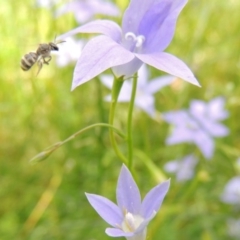 Lasioglossum (Chilalictus) chapmani at Pollinator-friendly garden Conder - 10 Nov 2015