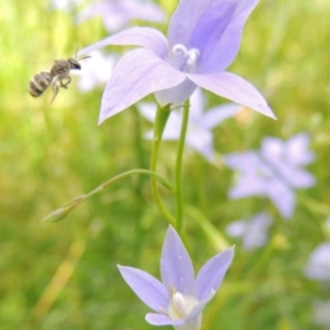 Lasioglossum (Chilalictus) chapmani at Pollinator-friendly garden Conder - 10 Nov 2015 01:25 PM