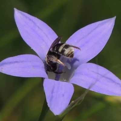 Lasioglossum (Chilalictus) chapmani (Halictid bee) at Conder, ACT - 21 Nov 2015 by MichaelBedingfield