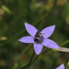 Lasioglossum (Chilalictus) chapmani at Pollinator-friendly garden Conder - 21 Nov 2015