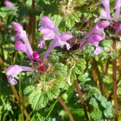 Lamium amplexicaule (Henbit, Dead Nettle) at Parkes, ACT - 25 Aug 2016 by Mike