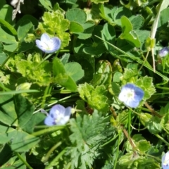 Veronica persica (Creeping Speedwell) at Parkes, ACT - 25 Aug 2016 by Mike