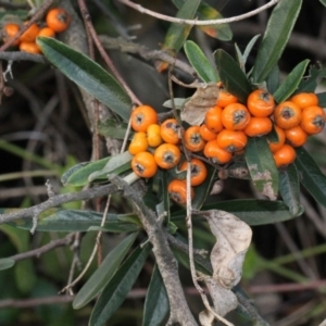 Pyracantha angustifolia at O'Connor, ACT - 6 Jun 2016