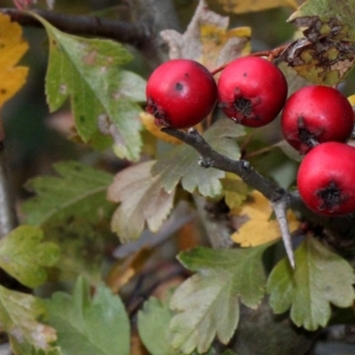 Crataegus monogyna (Hawthorn) at O'Connor, ACT - 6 Jun 2016 by PeteWoodall