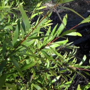 Hakea salicifolia at Majura, ACT - 25 Aug 2016