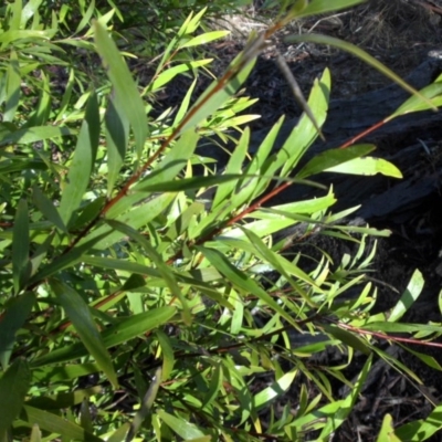 Hakea salicifolia (Willow-leaved Hakea) at Majura, ACT - 24 Aug 2016 by SilkeSma