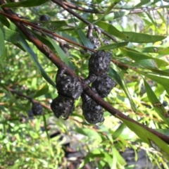 Hakea salicifolia at Majura, ACT - 25 Aug 2016 09:18 AM