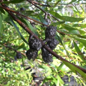 Hakea salicifolia at Majura, ACT - 25 Aug 2016 09:18 AM