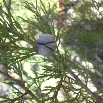 Callitris endlicheri (Black Cypress Pine) at Mount Ainslie - 25 Aug 2016 by SilkeSma