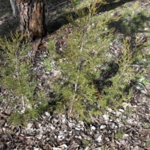 Callitris endlicheri at Majura, ACT - 25 Aug 2016