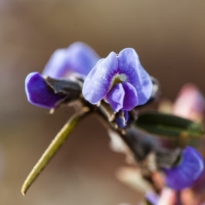 Hovea heterophylla at Murrumbateman, NSW - 14 Aug 2016