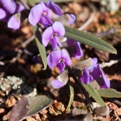 Hovea heterophylla at Murrumbateman, NSW - 14 Aug 2016 10:48 AM