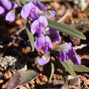 Hovea heterophylla at Murrumbateman, NSW - 14 Aug 2016 10:48 AM