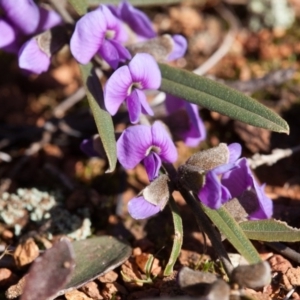 Hovea heterophylla at Murrumbateman, NSW - 14 Aug 2016