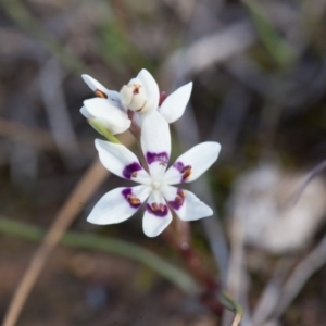 Wurmbea dioica subsp. dioica at Murrumbateman, NSW - 21 Aug 2016 04:52 PM