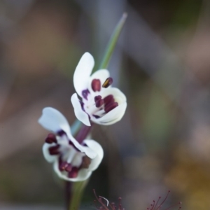 Wurmbea dioica subsp. dioica at Murrumbateman, NSW - 21 Aug 2016 04:52 PM