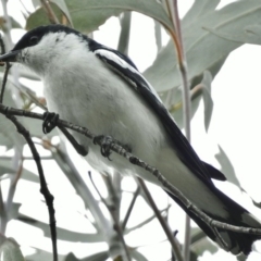 Lalage tricolor (White-winged Triller) at Tharwa, ACT - 7 Dec 2015 by JohnBundock