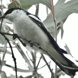 Lalage tricolor at Tharwa, ACT - 8 Dec 2015