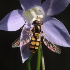 Simosyrphus grandicornis (Common hover fly) at Pollinator-friendly garden Conder - 29 Oct 2015 by michaelb