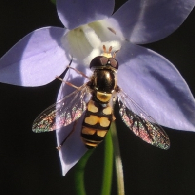 Simosyrphus grandicornis (Common hover fly) at Conder, ACT - 29 Oct 2015 by michaelb