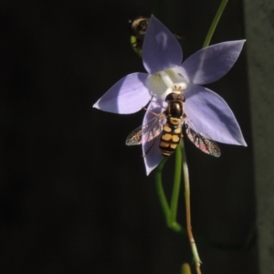 Simosyrphus grandicornis at Conder, ACT - 29 Oct 2015