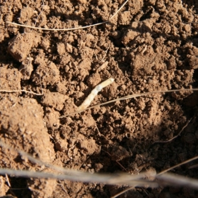 Unverified at Ngunnawal, ACT - 19 Aug 2016 by Ryl