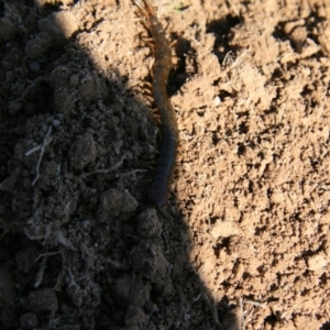 Cormocephalus aurantiipes at Ngunnawal, ACT - 19 Aug 2016 12:37 PM