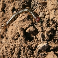 Cormocephalus aurantiipes at Ngunnawal, ACT - 19 Aug 2016 12:37 PM