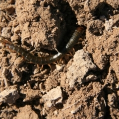 Cormocephalus aurantiipes at Ngunnawal, ACT - 19 Aug 2016 12:37 PM