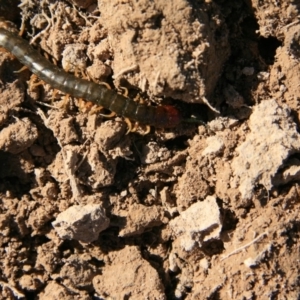 Cormocephalus aurantiipes at Ngunnawal, ACT - 19 Aug 2016 12:37 PM