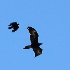 Aquila audax (Wedge-tailed Eagle) at Macquarie, ACT - 26 Aug 2016 by NathanaelC