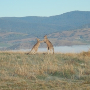 Macropus giganteus at Belconnen, ACT - 26 Aug 2016 08:19 AM