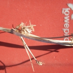 Carex bichenoviana at Molonglo Valley, ACT - 26 Aug 2016