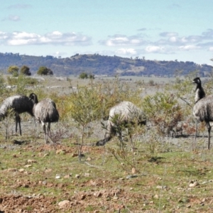 Dromaius novaehollandiae at Cotter River, ACT - 26 Aug 2016