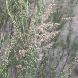 Cassinia sifton at O'Connor, ACT - 6 Jun 2016 04:06 PM