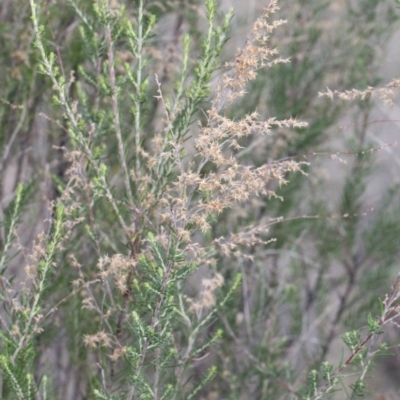 Cassinia sifton (Sifton Bush, Chinese Shrub) at O'Connor, ACT - 6 Jun 2016 by PeteWoodall