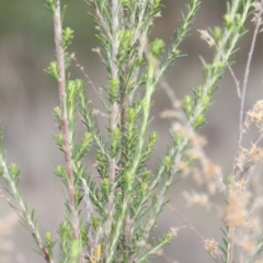 Cassinia sifton at O'Connor, ACT - 6 Jun 2016 04:06 PM