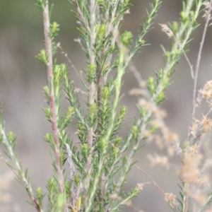 Cassinia sifton at O'Connor, ACT - 6 Jun 2016